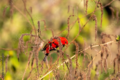 A scarlet finch perched on a bush in the mountains of chopta in Uttarakhand, India photo