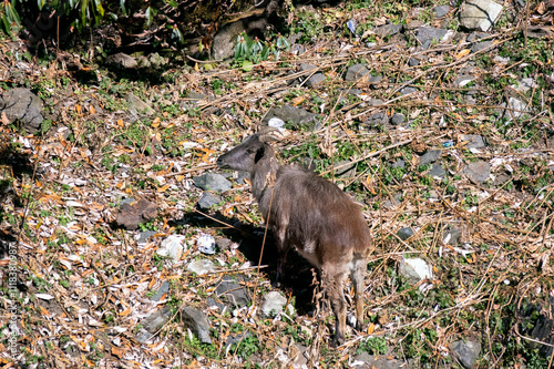 An Himalayan Tahr grazing on grass and leaves on the hills of Chopta, Uttarakhand  photo