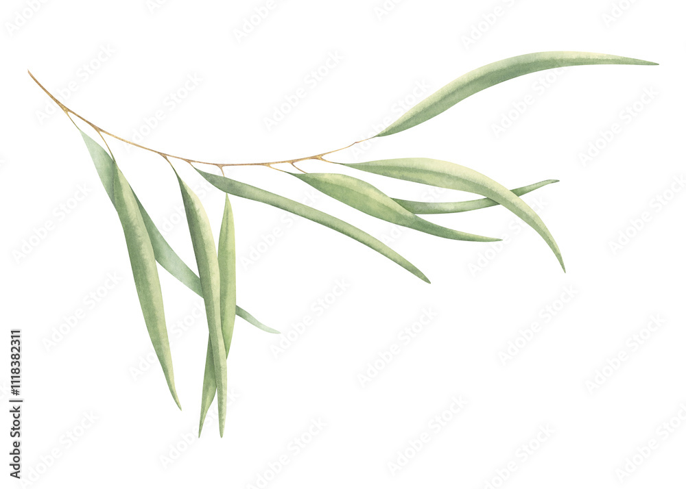 Fototapeta premium Botanical painting of elegant green eucalyptus branch. Watercolor hand drawn illustration isolated on white background. Greenery drawing for wedding invitations, birthday cards, designs, templates