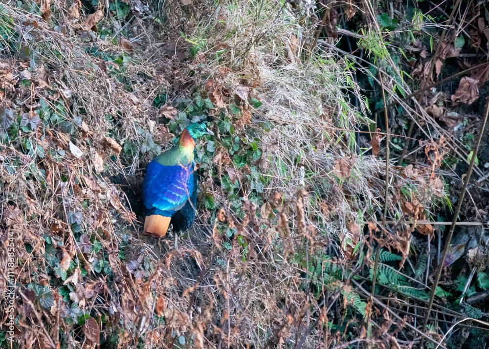 Obraz premium A beautiful himalayan Monal forging on the ground underneath snow on the mountain of Tunganath in Chopta, Uttarakhand 