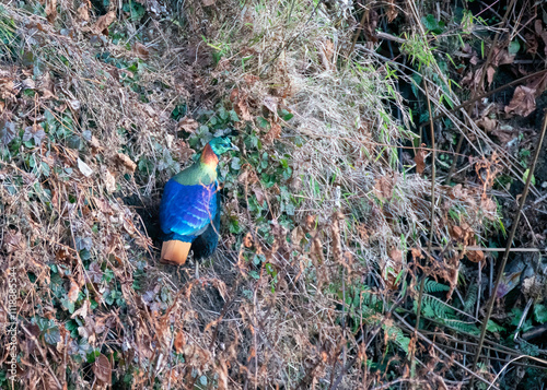 A beautiful himalayan Monal forging on the ground underneath snow on the mountain of Tunganath in Chopta, Uttarakhand  photo