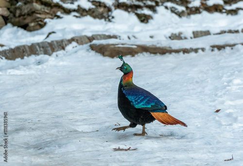 A beautiful himalayan Monal forging on the ground underneath snow on the mountain of Tunganath in Chopta, Uttarakhand  photo