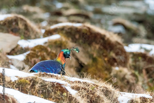 A beautiful himalayan Monal forging on the ground underneath snow on the mountain of Tunganath in Chopta, Uttarakhand  photo