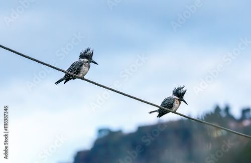 A crested kingfisher perched on top of a boulder in the river bank on the outskirts of Sattal town in Uttarakhand  photo