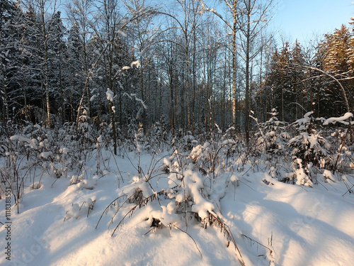 The sun shines in the winter forest at sunset