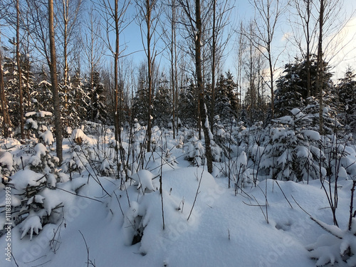 Snow covered forest at sunset
