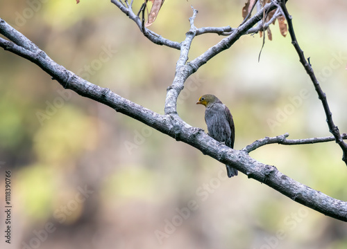 A yellow-rumped honeyguide perched on top of a tree branch on the outskirts of Rudraprayag, Uttarakhand photo