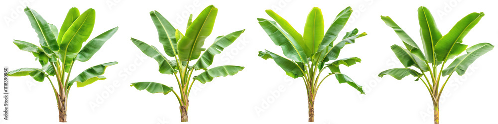 Obraz premium Lush green banana plants tropical foliage isolated transparent background