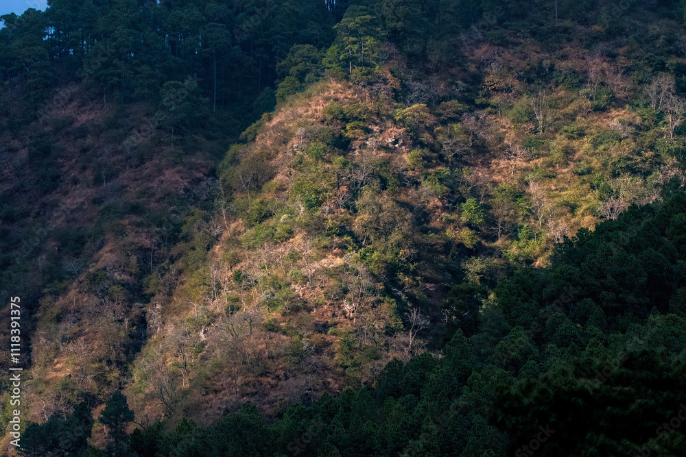 A beautiful view of tree line on the mountains of Sattal in Uttarakhand A beautiful view of tree line on the mountains of Sattal in Uttarakhand