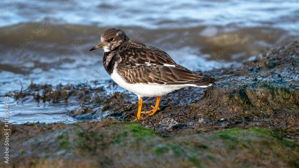 Ein Steinwälzer steht am Ufer der Nordsee