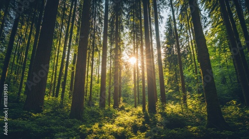 Sunlit Forest Trees Canopy Lush Green Nature