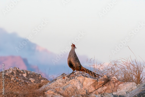 A cheer pheasant standing on top of a boulder on top of a mountain on the outskirts of Rudraprayag, Uttarakhand 