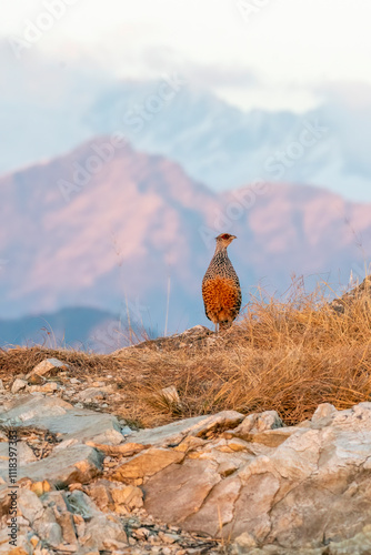 A cheer pheasant standing on top of a boulder on top of a mountain on the outskirts of Rudraprayag, Uttarakhand  photo