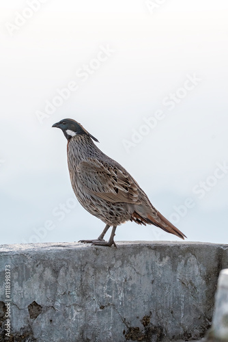 A Koklass pheasant forging on ground next to a temple on the outskirts of Rudraprayag, Uttarakhand  photo