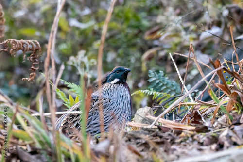 A Koklass pheasant forging on ground next to a temple on the outskirts of Rudraprayag, Uttarakhand  photo