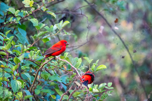 A scarlet finch perched on a bush in the mountains of chopta in Uttarakhand, India photo