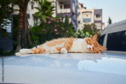 Photography A red and white cat sleeps on the hood of a car