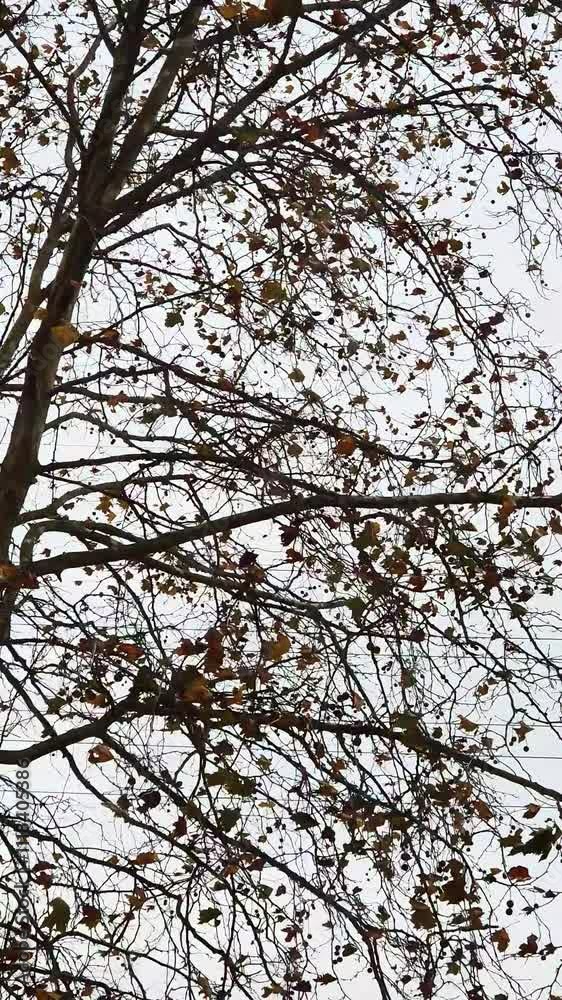 Tree branches with scattered deciduous leaves swaying on a windy autumn day. A detail that captures the beauty of nature in the seasons from autumn to winter. Tree branches with scattered deciduous leaves swaying on a windy autumn day. A detail that captures the beauty of nature in the seasons from autumn to winter.
