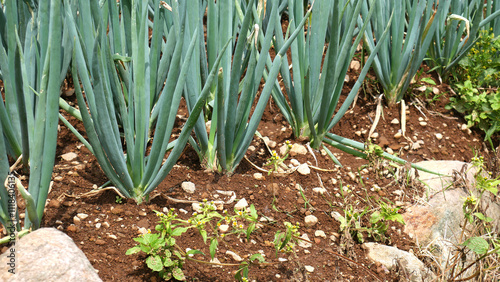 Wallpaper Mural Detail rows of onions plant with green leeks thriving in a field with reddish soil, accented by large natural rocks on the right side Torontodigital.ca