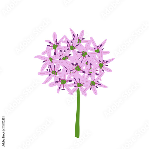 Allium. Color vector illustration on a white background.
