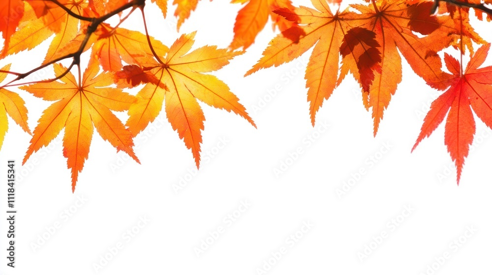 Vibrant autumn leaves against a white background. Vibrant autumn leaves against a white background.