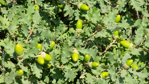 photos of natural fruits and a variety of acorns photo