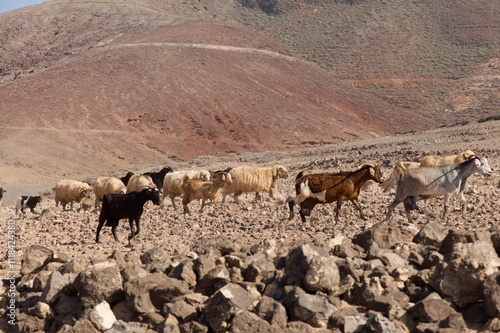 Agriculture of Gran Canaria - a large group of goats and sheep are moving across a dry landscape, between Galdar and Agaete municipalities photo