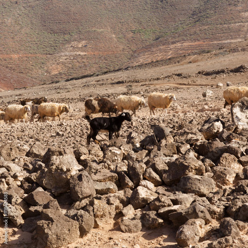 Agriculture of Gran Canaria - a large group of goats and sheep are moving across a dry landscape, between Galdar and Agaete municipalities photo