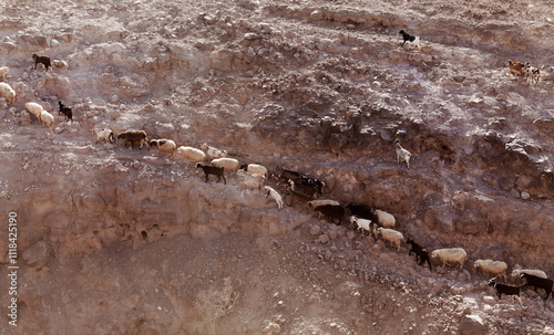 Agriculture of Gran Canaria - a large group of goats and sheep are moving across a dry landscape, between Galdar and Agaete municipalities photo