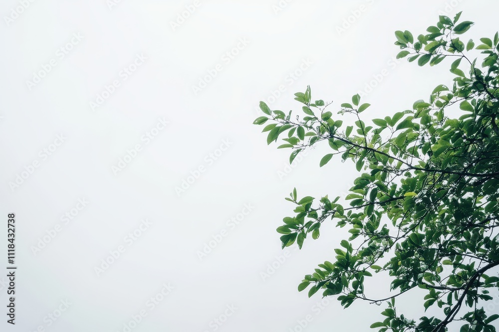 A branch with green leaves against a light, overcast sky. A branch with green leaves against a light, overcast sky.