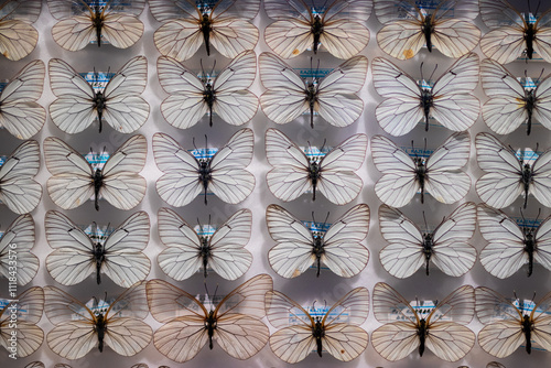 Obraz na plátně A collection of preserved white butterflies neatly displayed in rows with delicate, transparent wings, creating a symmetrical, scientific, and artistic arrangement