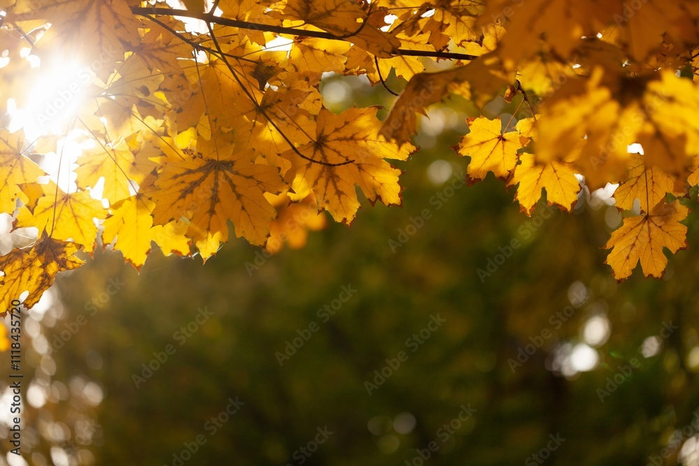 Orange fall leaves in autumn natural background Orange fall leaves in autumn natural background