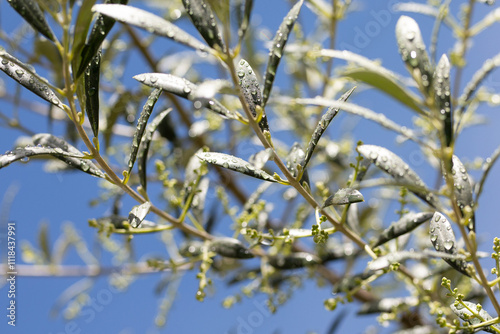 rain covered branches