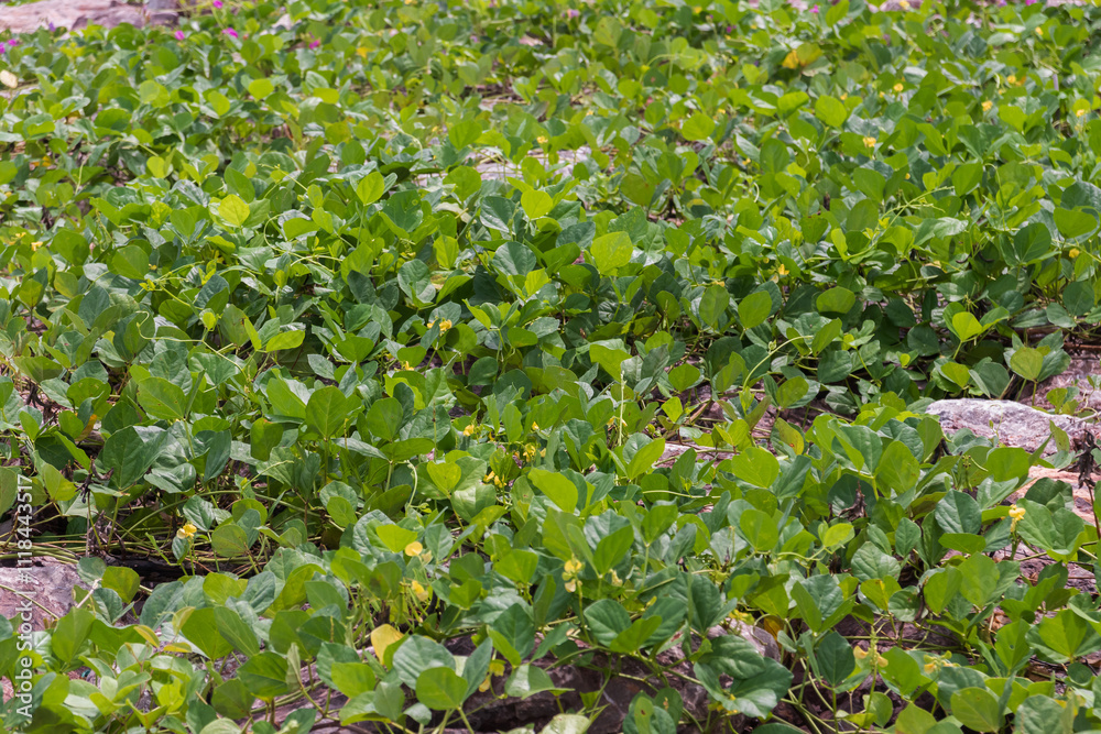 Fototapeta premium Vibrant green ground cover in natural habitat.