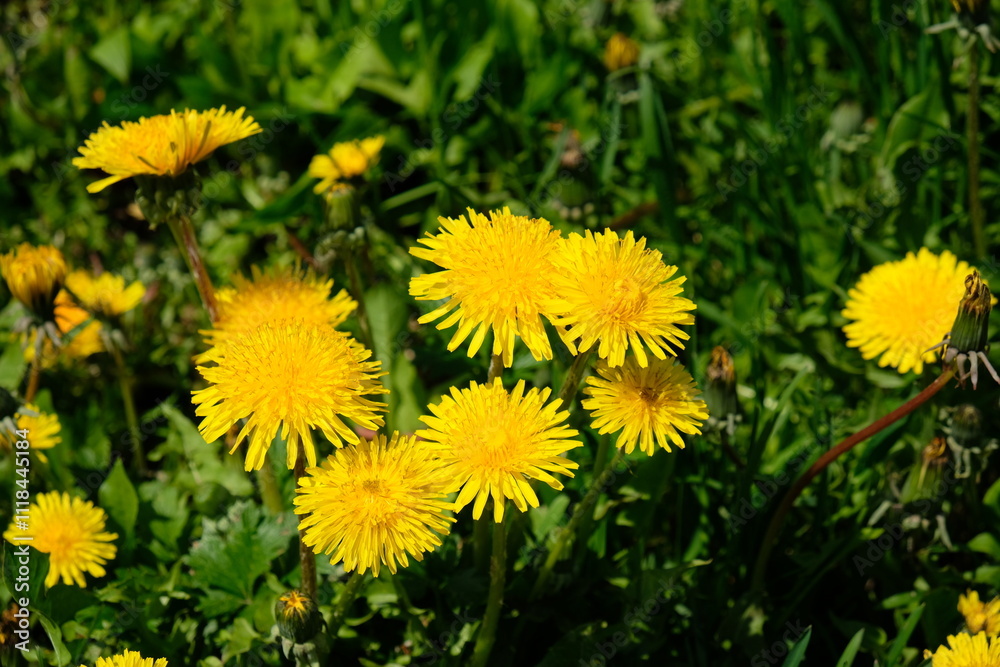 yellow dandelions among green grass yellow dandelions among green grass