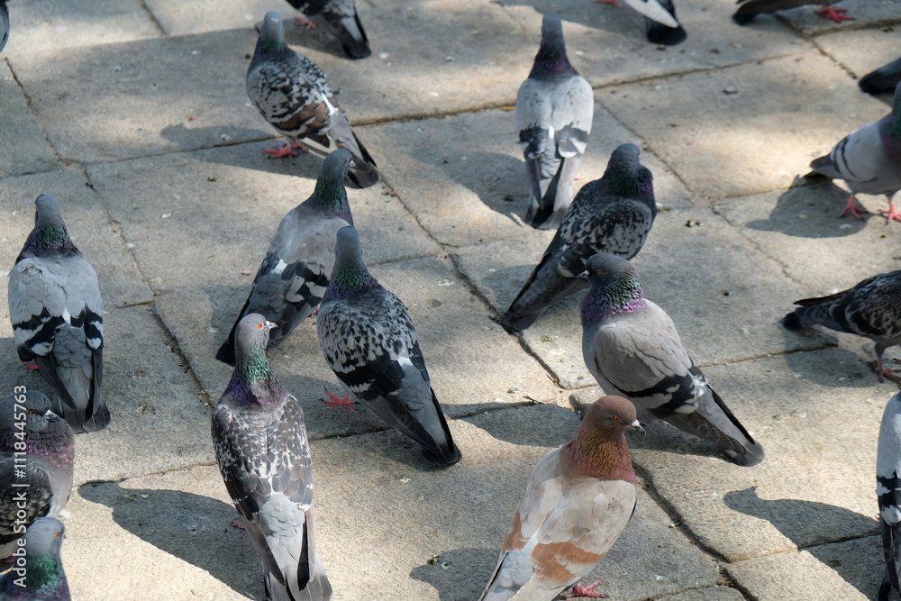 Fototapeta premium pigeons on the street