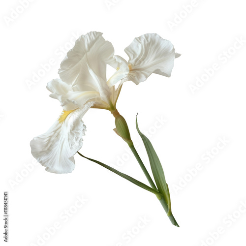 Elegant white iris flower with transparent background floral still life natural light close-up view