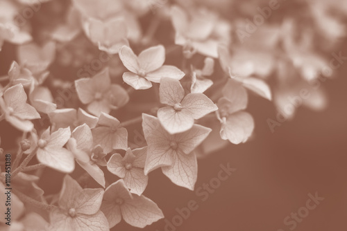 Floral background image in new color of the year 2025 'Mocha Mousse'. With copy space.