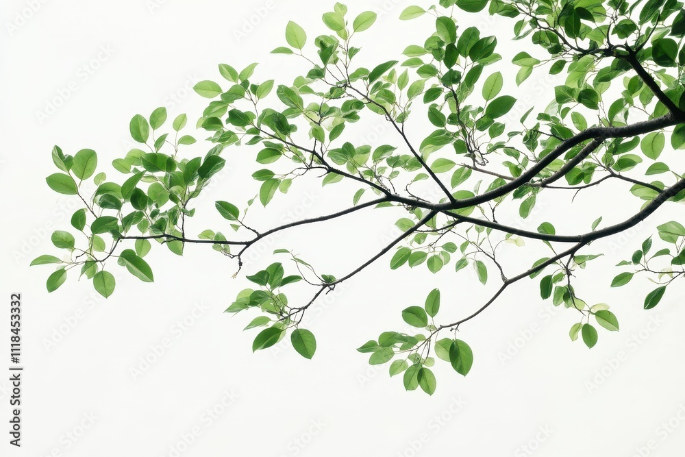 A branch with vibrant green leaves against a light background, symbolizing nature and growth. A branch with vibrant green leaves against a light background, symbolizing nature and growth.