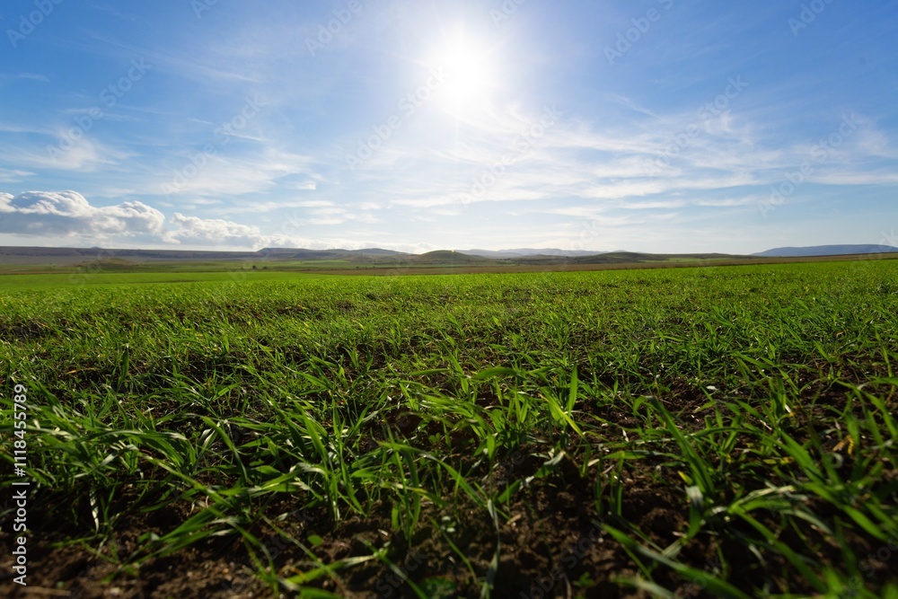 beautiful view in farm field with rural plants beautiful view in farm field with rural plants
