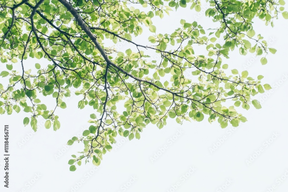 Green leaves and branches against a light background, evoking a serene natural atmosphere. Green leaves and branches against a light background, evoking a serene natural atmosphere.