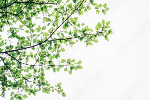 A close-up view of green leaves against a light background, symbolizing nature and growth.