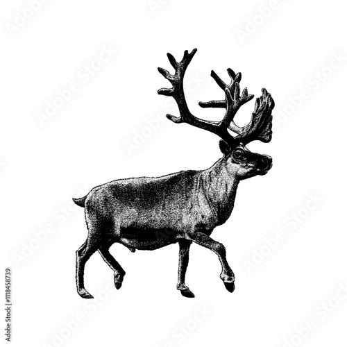 Reindeer hand drawing vector isolated on background.