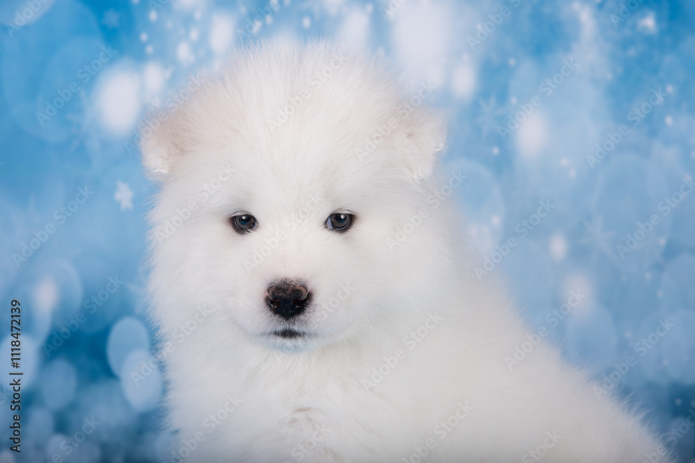 White fluffy bear small Samoyed puppy dog muzzle close up White fluffy bear small Samoyed puppy dog muzzle close up