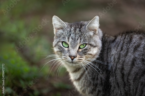 A beautiful Cat waiting on outdoor