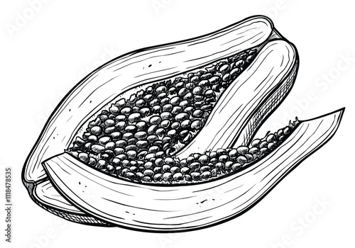 Vector papaya illustration in a linear black ink style. Detailed botanical sketch of a tropical fruit with contour etching. Perfect for labels packaging or vintage designs. Monochrome drawing.