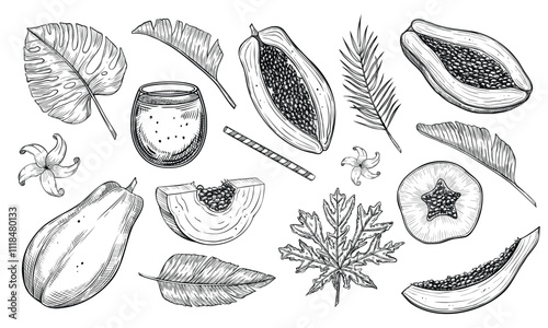 Vector illustration of papaya fruit in a hand-drawn style. Monochrome sketch with juicy slices and palm leaves. Outline monochrome drawing of exotic food and flowers. Set of engravings.