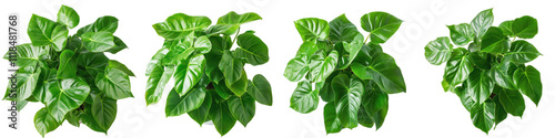 Lush Green Philodendron Plants Potted Houseplants Indoor Foliage Top View