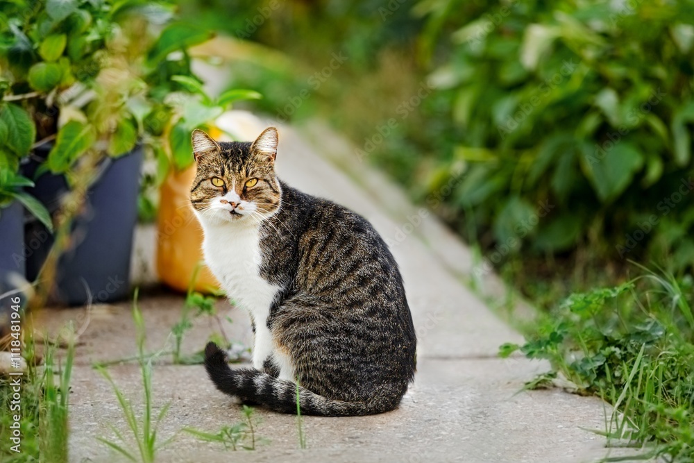 A beautiful Cat waiting on outdoor A beautiful Cat waiting on outdoor
