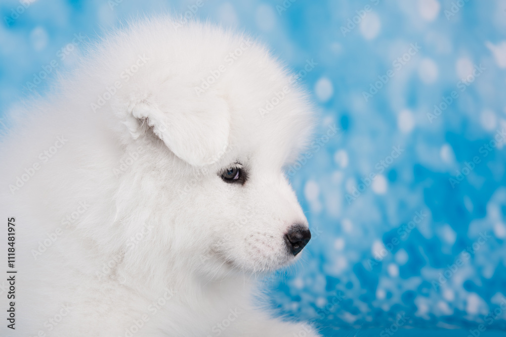 custom made wallpaper toronto digitalWhite fluffy bear small Samoyed puppy dog muzzle close up